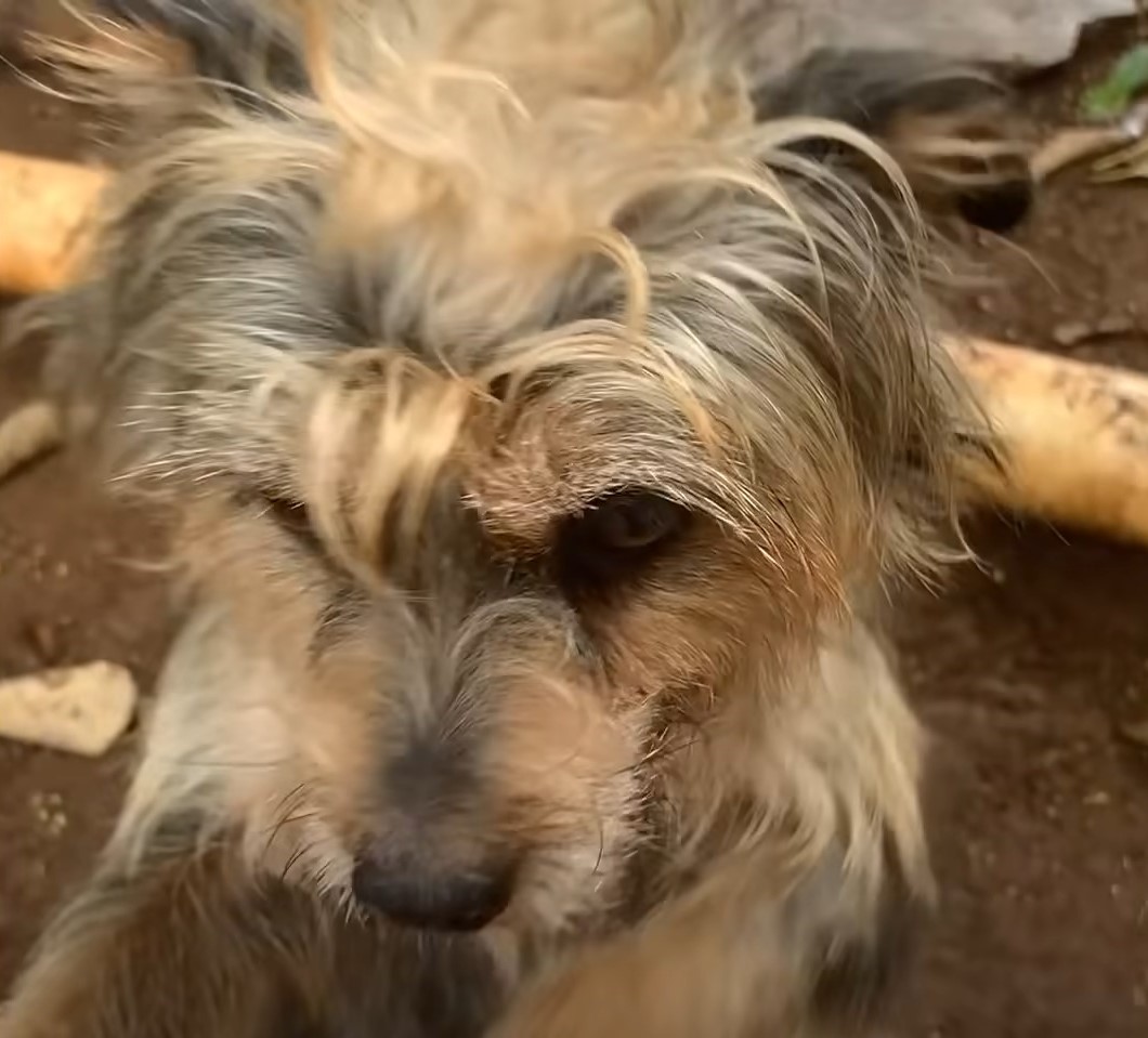 close-up photo of a sad dog