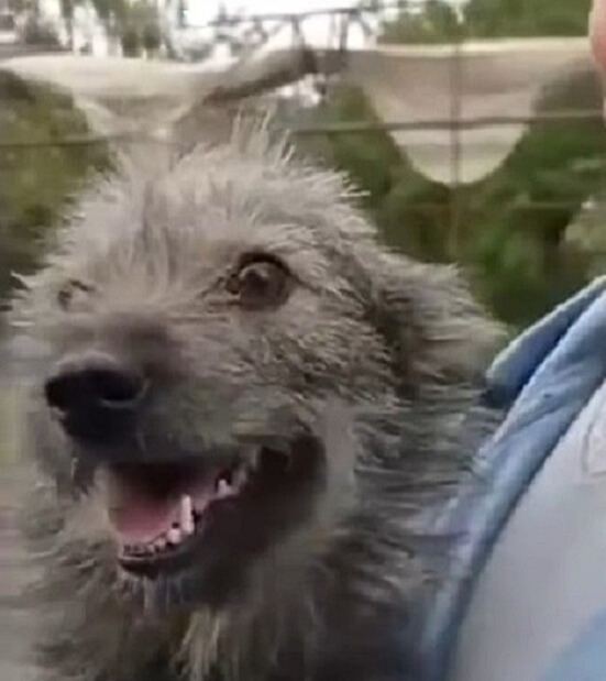 close-up photo of abandoned dog