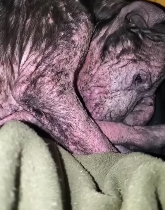 close-up photo of abused dog