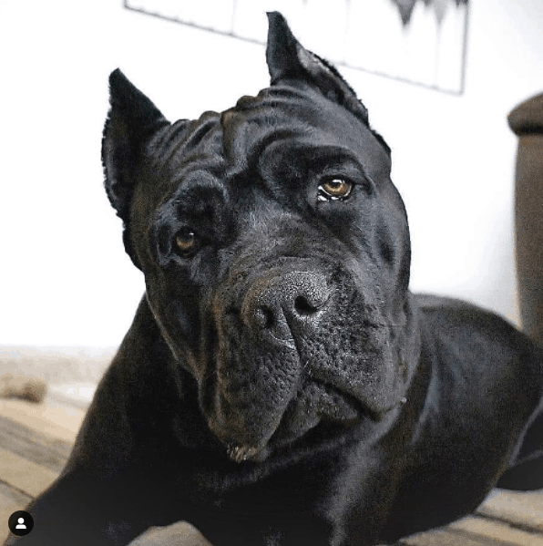 close up photo of cane corso