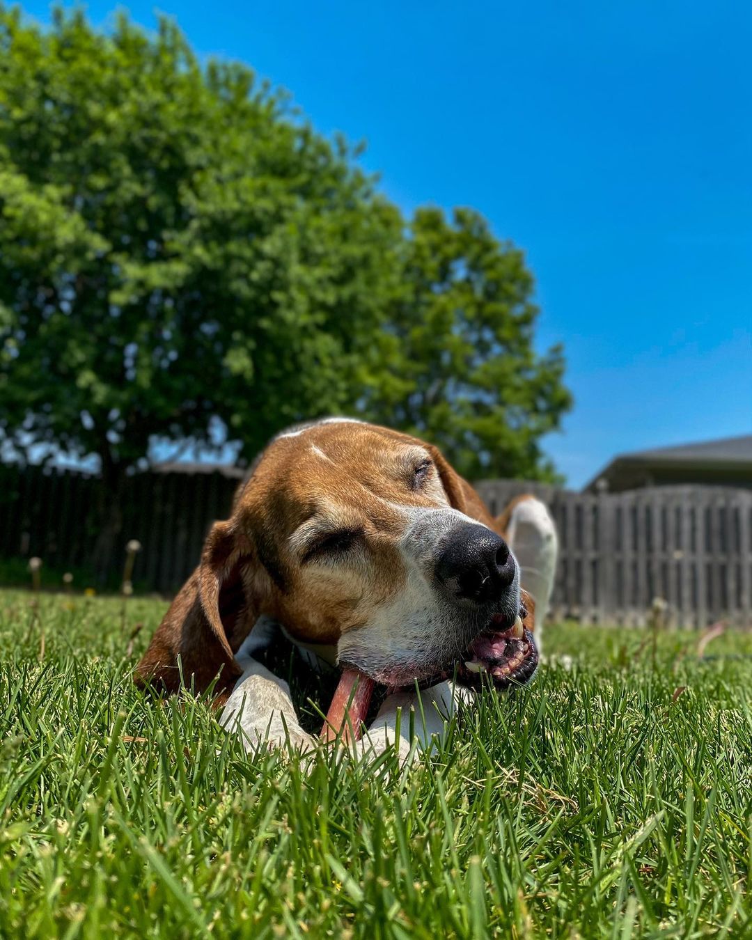 close-up photo of dog lying in grass chewing on stick