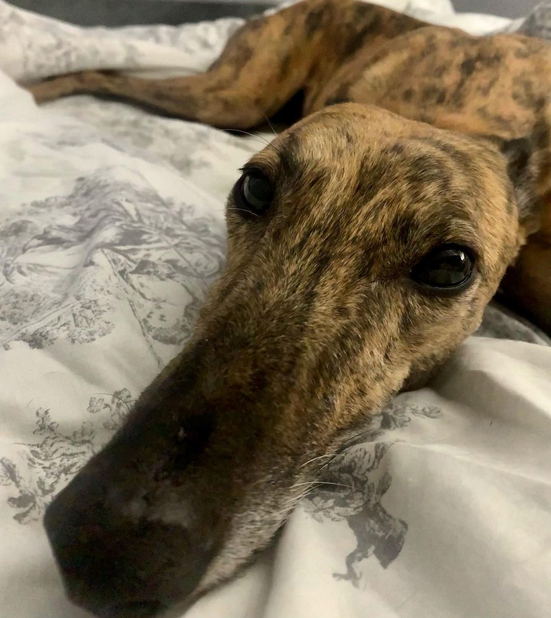 close-up photo of dog lying on bed