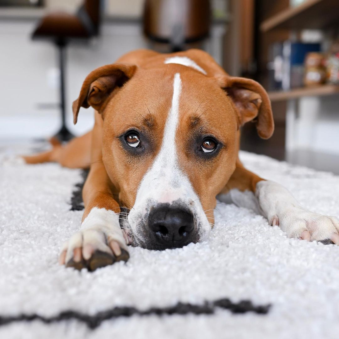 close-up photo of dog named harvey lying