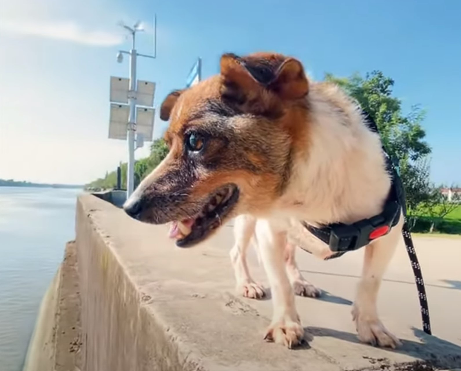 close-up photo of dog outdoors