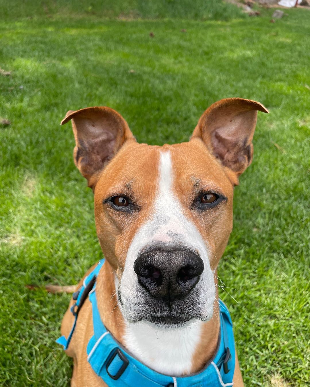 close-up photo of dog outdoors