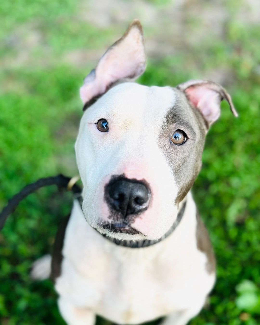 close-up photo of dog sitting in grass