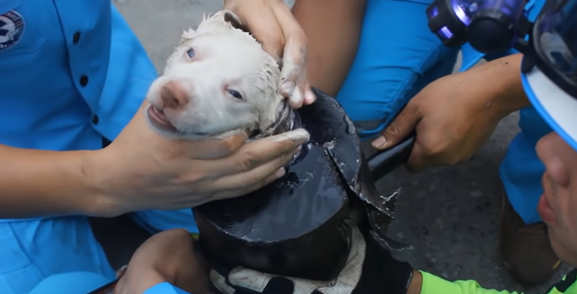 close-up photo of dog stuck in exhaust pipe