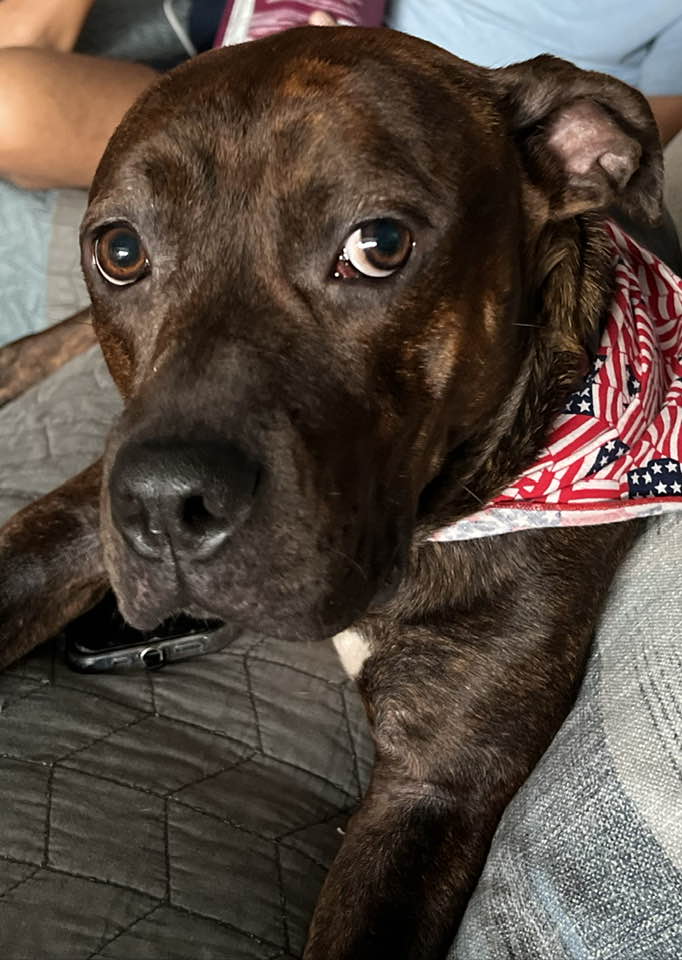 close-up photo of dog with bandana