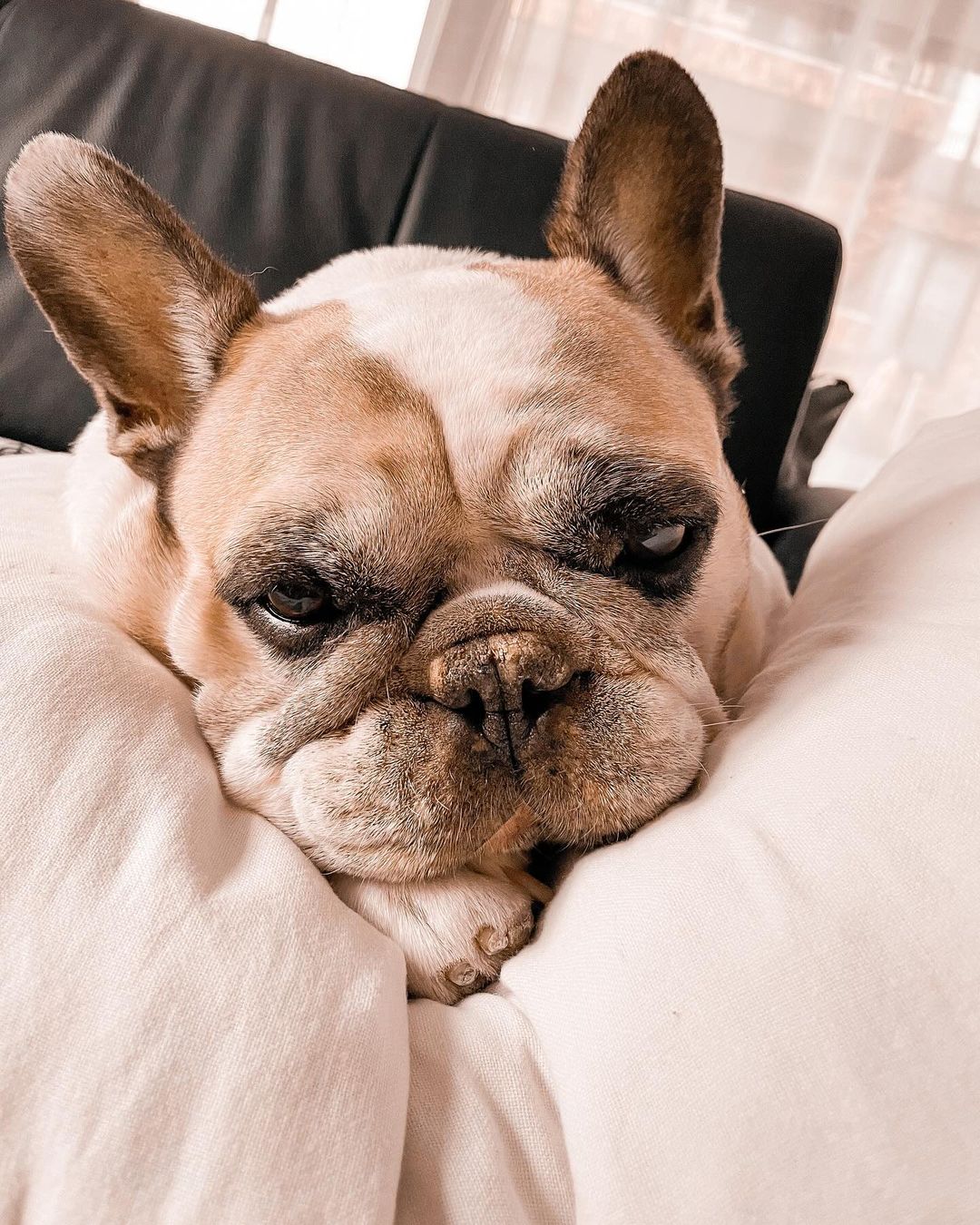 close-up photo of frenchie named sunny