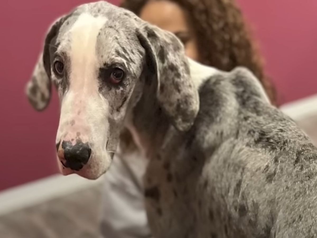 close-up photo of great dane looking into the camera