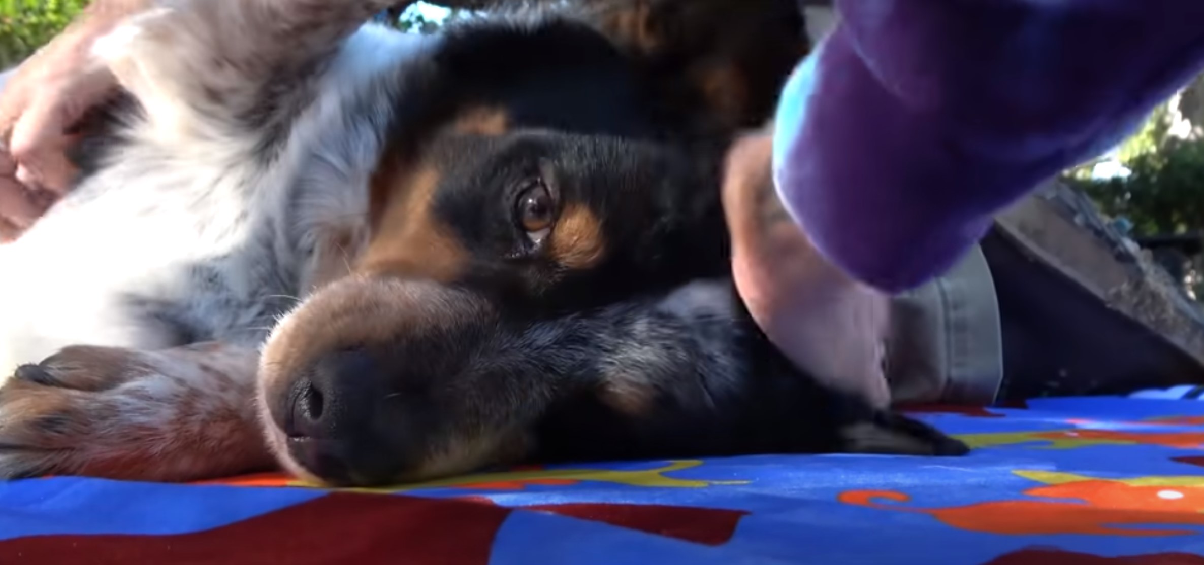 close-up photo of hand petting the dog