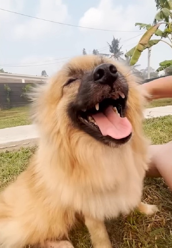 close-up photo of happy pomeranian