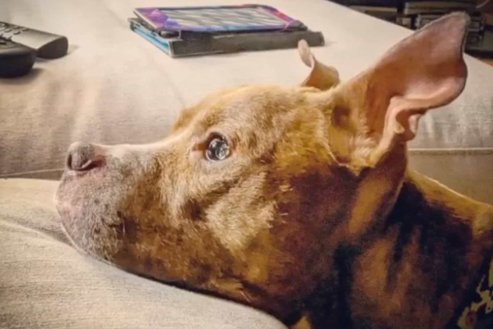 close-up photo of Hazel on a couch