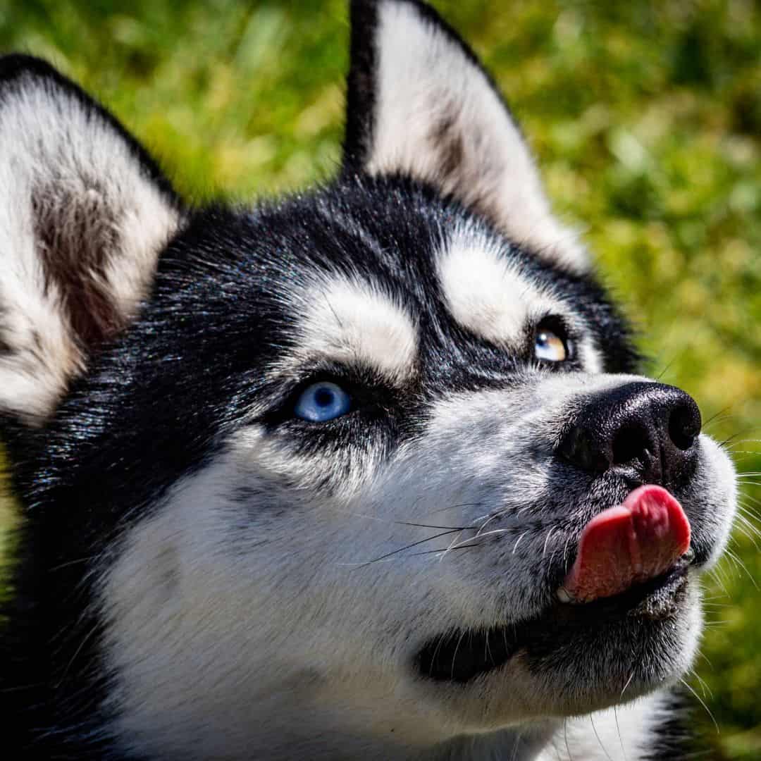 close up photo of husky eyes