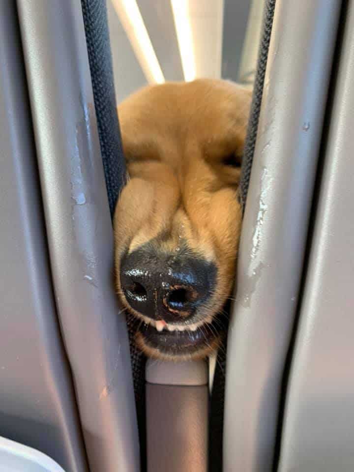 close-up photo of huxley between the airplane seats