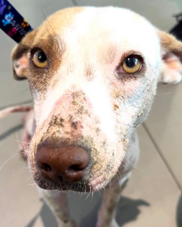 close-up photo of injured dog