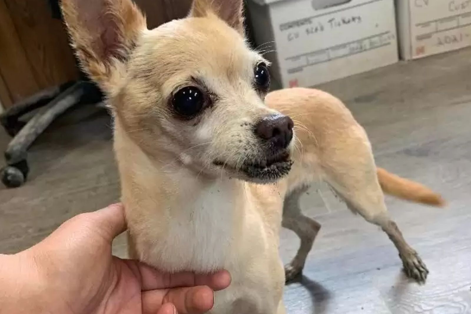 close-up photo of jazzy dog standing