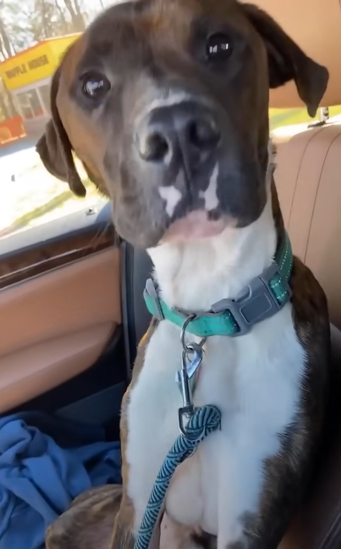 close-up photo of shelter dog