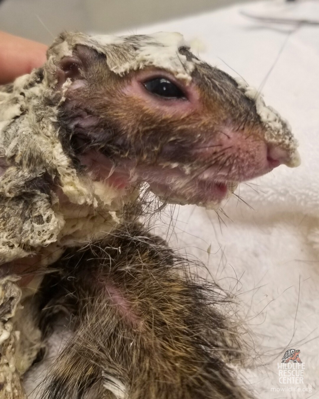 close-up photo of squirrel