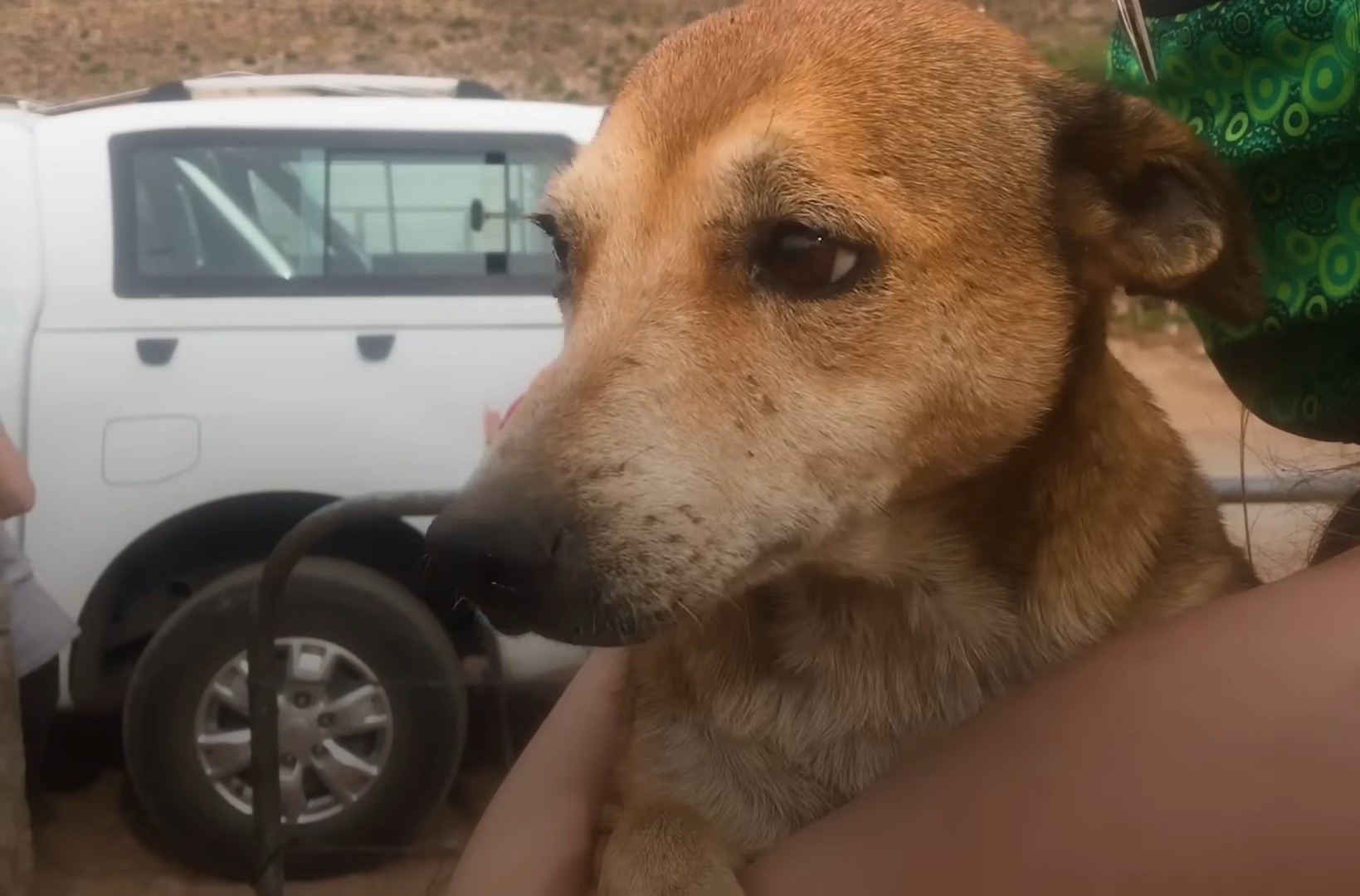 close-up photo of the bullied dog