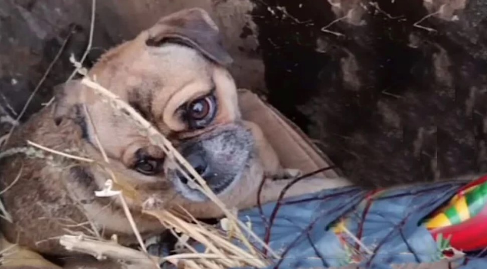 close-up photo of the dog in trash