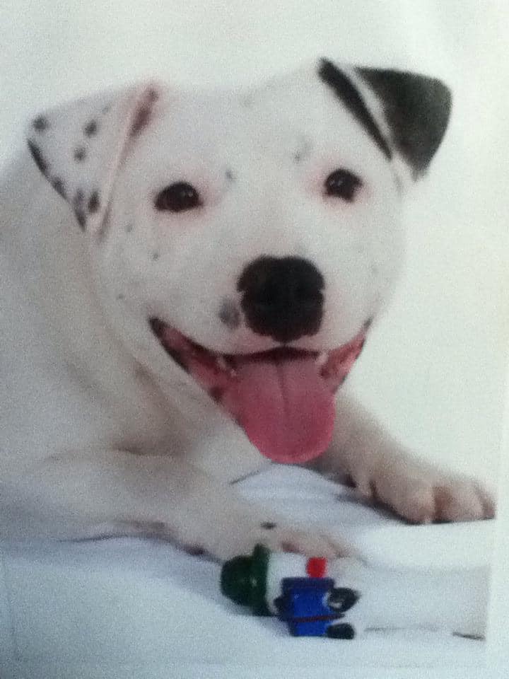 close-up photo of the dog's head