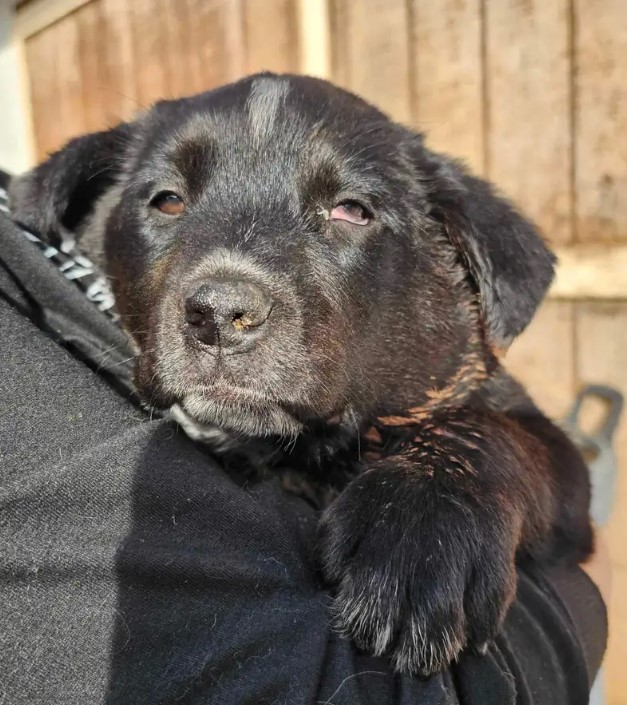 close-up photo of the injured puppy