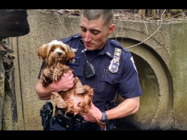 close-up photo of the officer holding dog cece