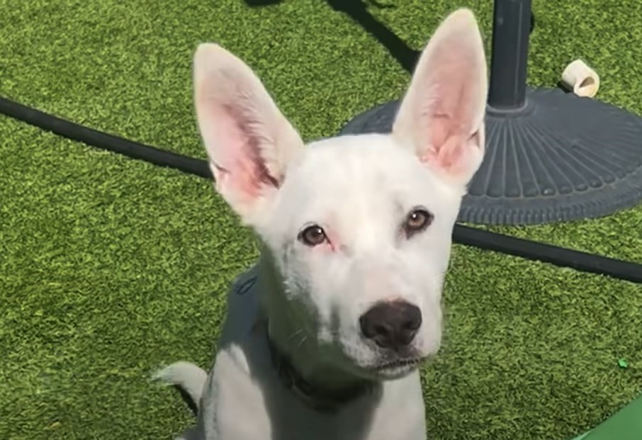 close-up photo of the rescued puppy