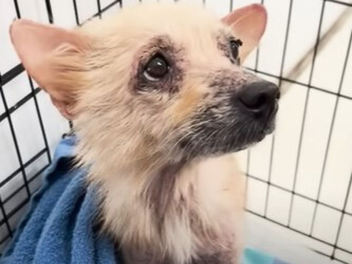 close-up photo of the sick dog in a kennel