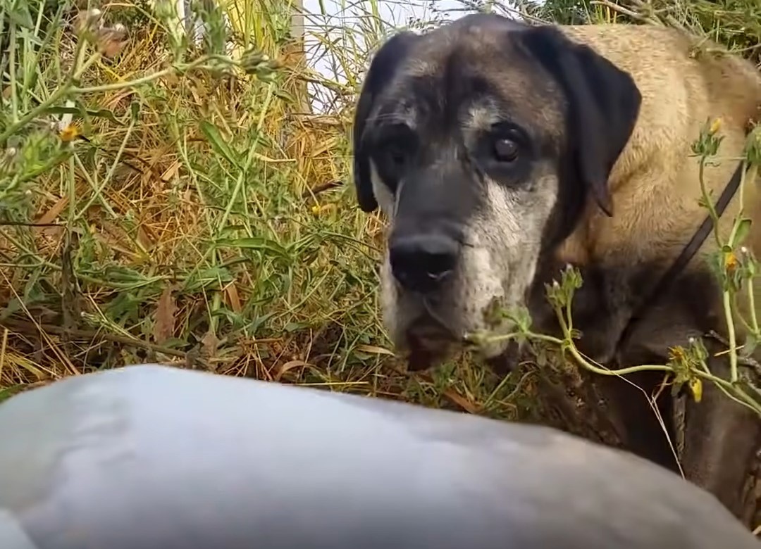 close-up photo of the stray dog