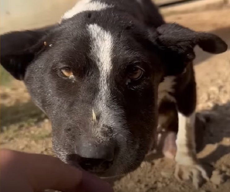 close-up photo of the stray injured dog