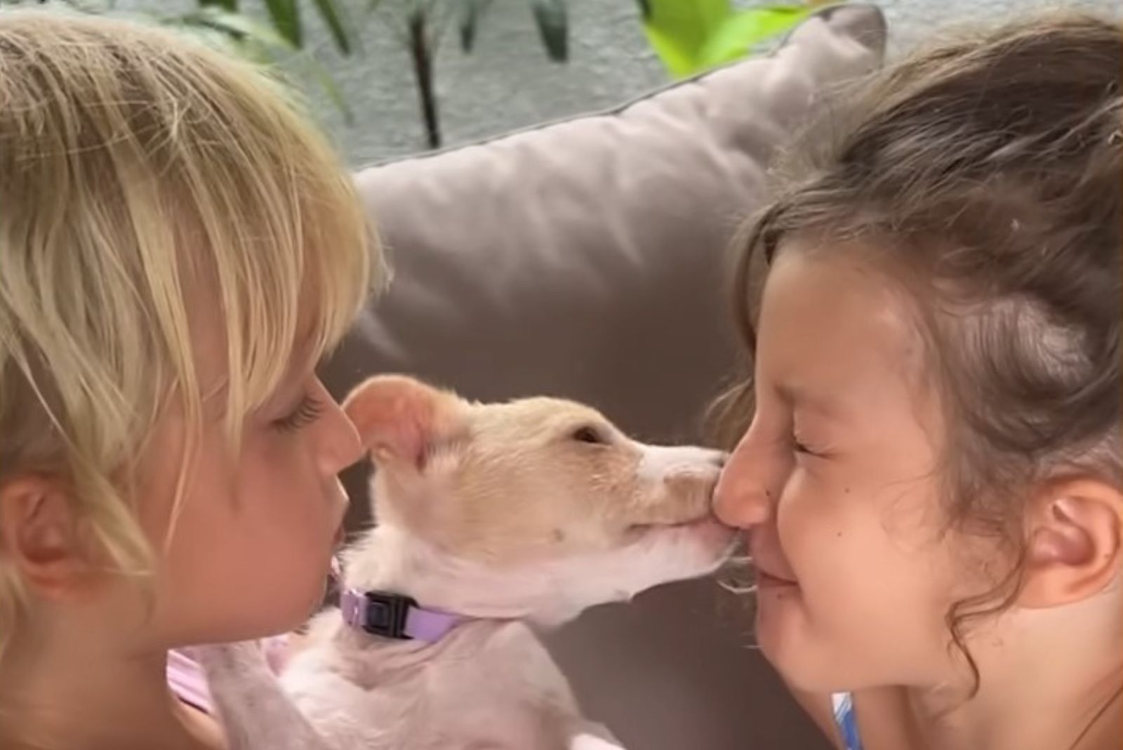 close-up photo of the tiny dog with boy and girl