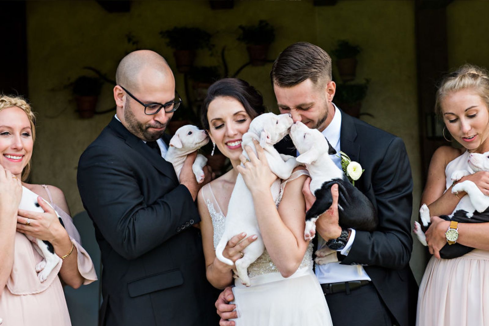 close-up photo of the wedding group holding puppies