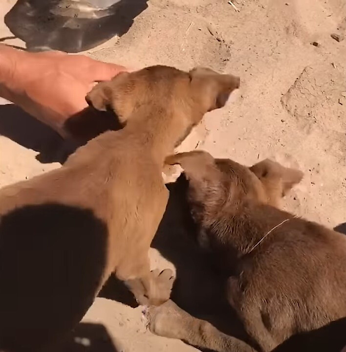 close-up photo of two puppies