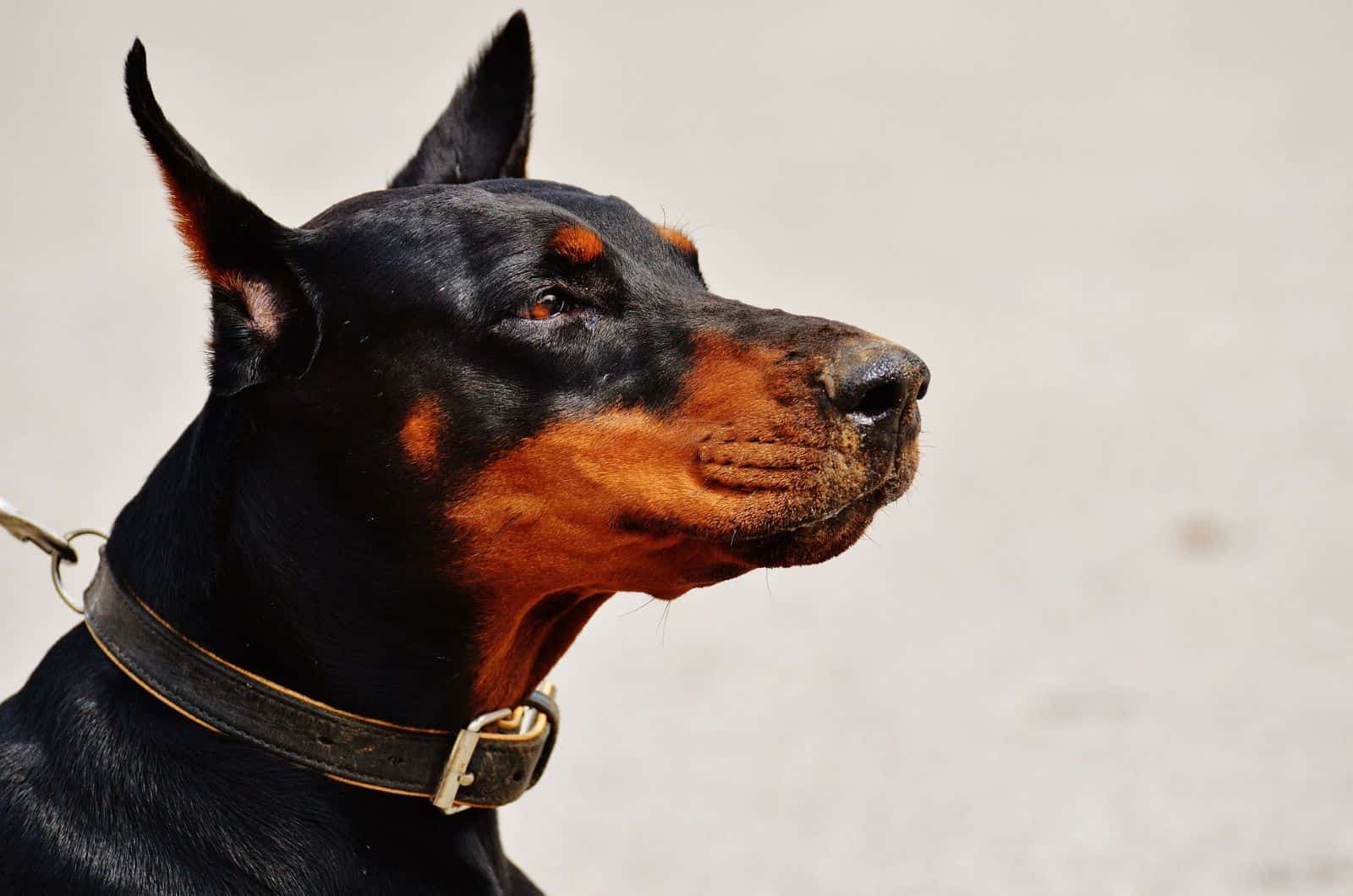 close-up photograph of a doberman