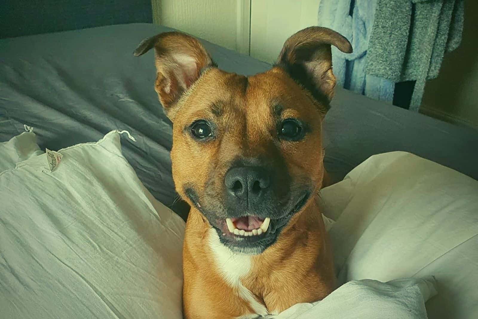 close up portrait of a cute dog puppy