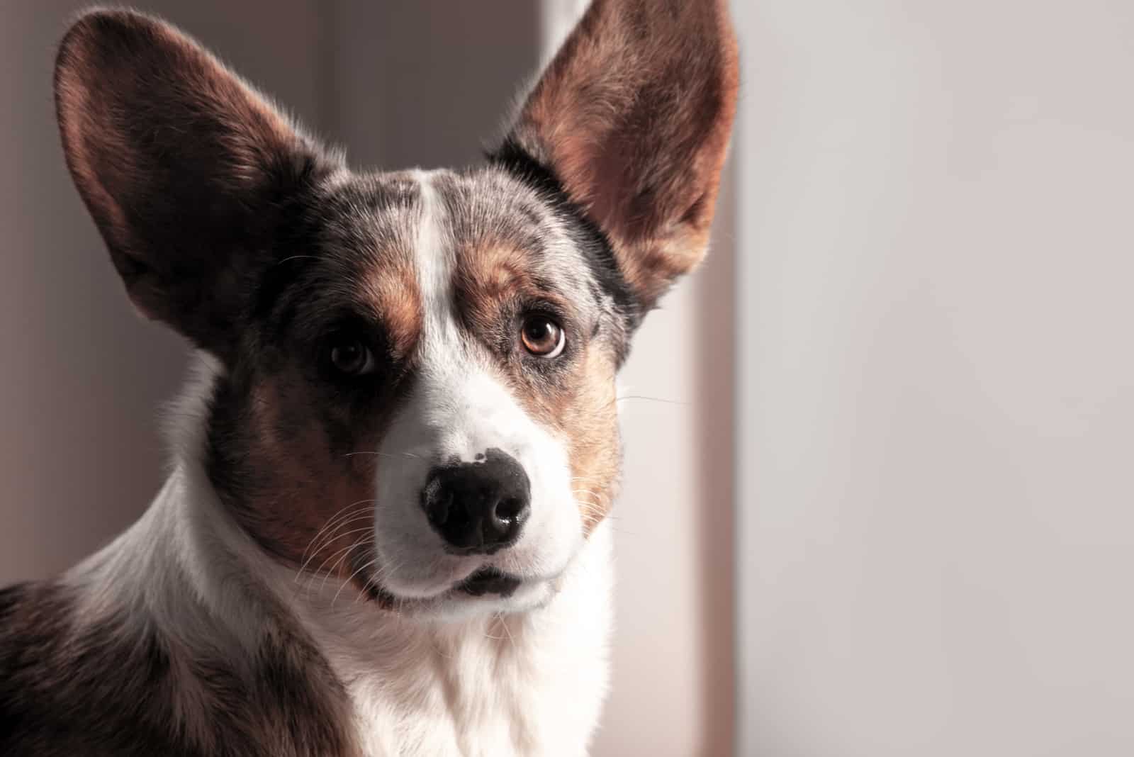 close up portrait of merle corgi