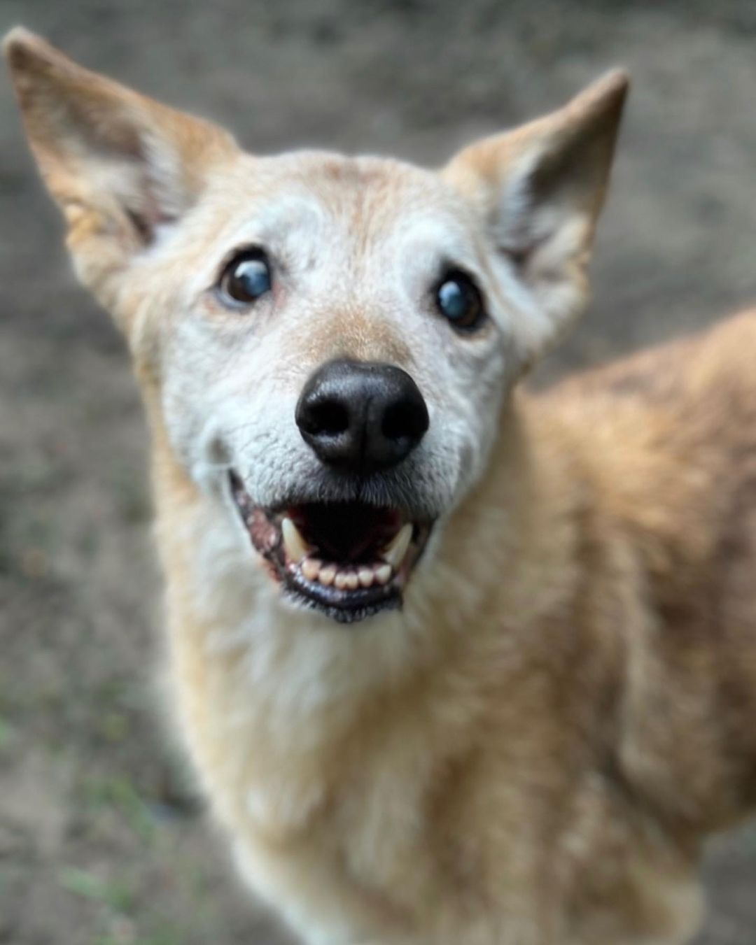 close-up view of the brown dog