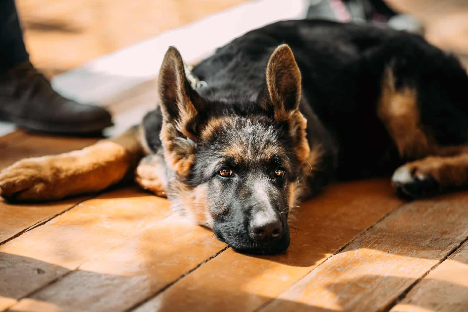 Close Up Young German Shepherd Dog Puppy Sitting On Wooden Floor