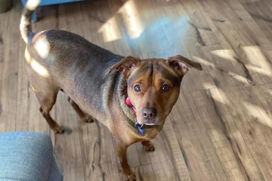 close view of cute dog with unknown breed