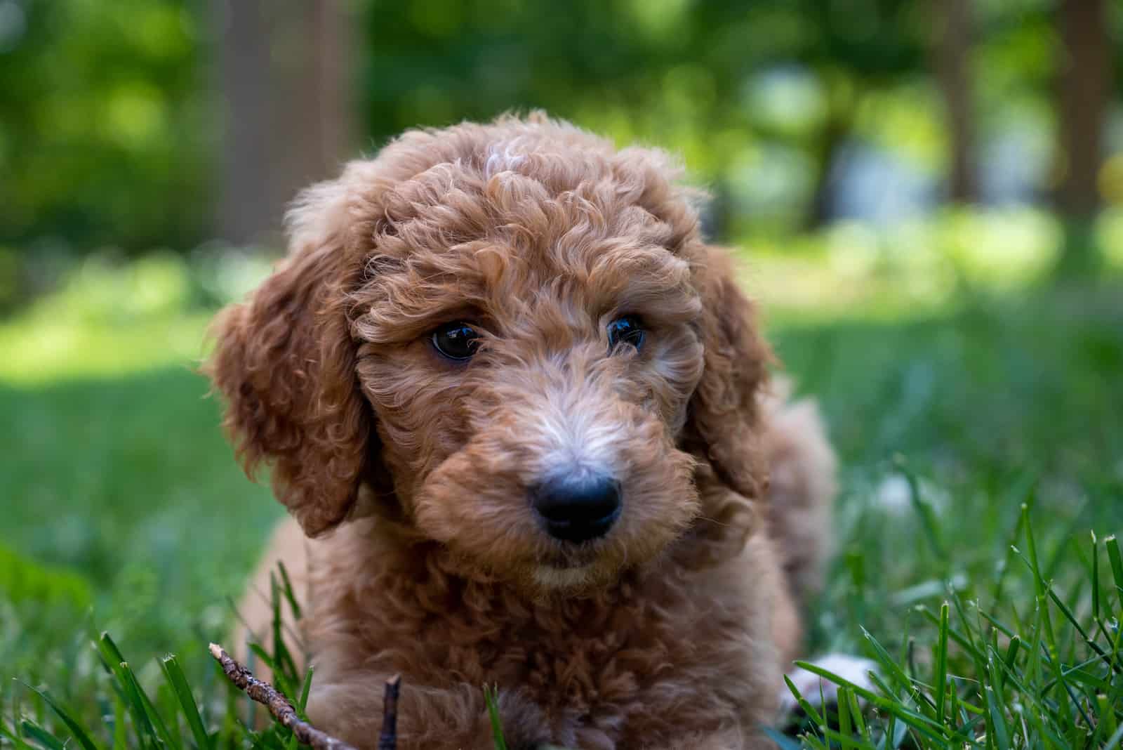 Closeup of a goldendoodle puppy laying in the grass