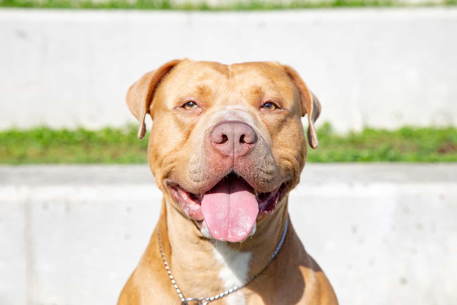 closeup of light pitbull