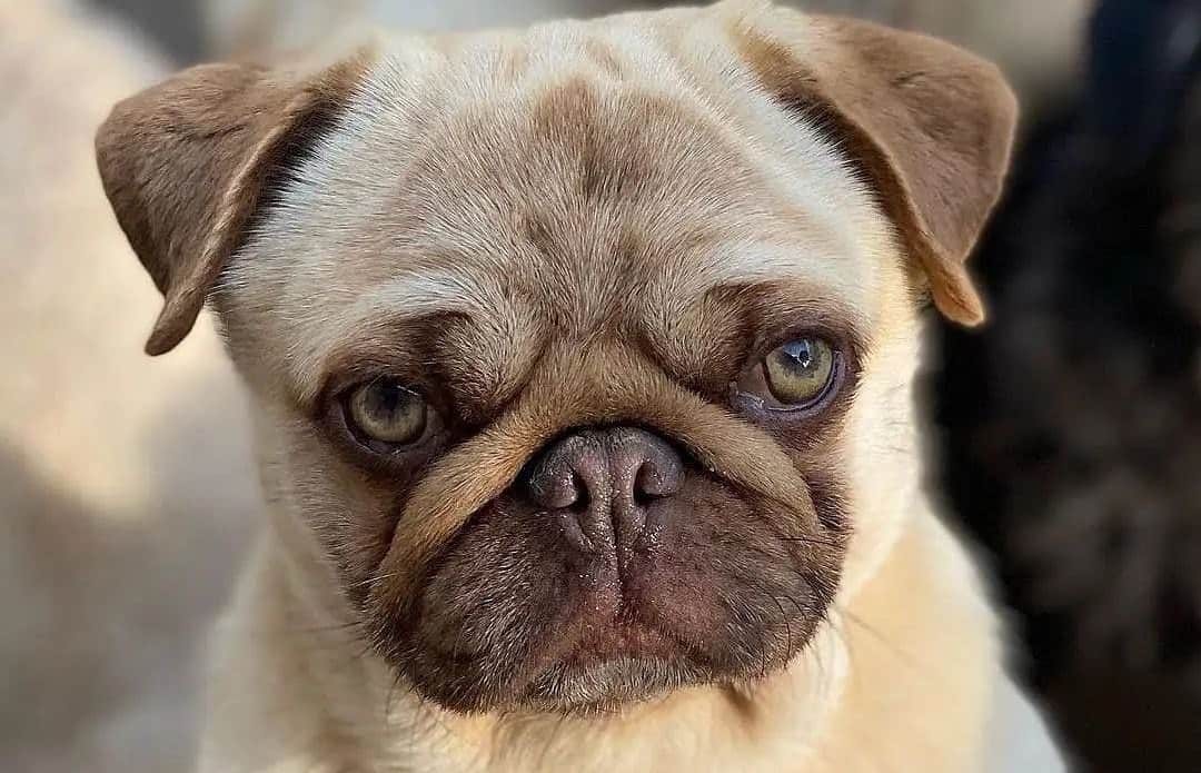 closeup of pug