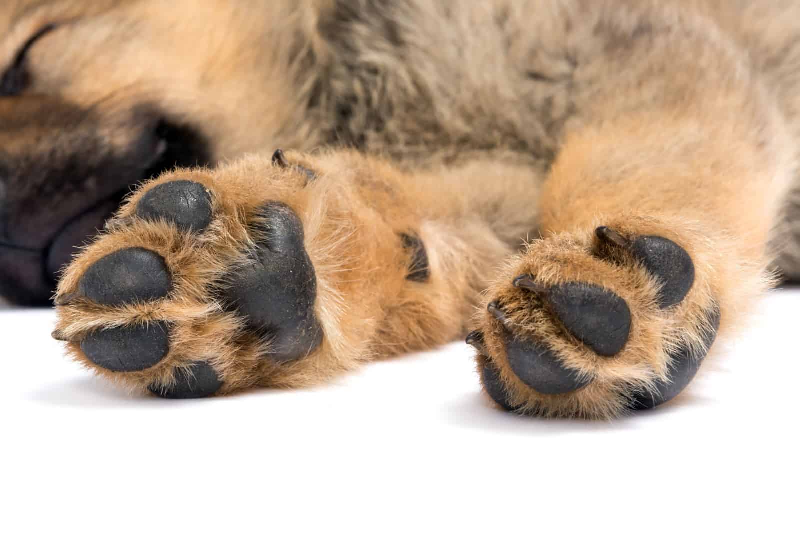 Closeup of the feet or paws of a sleeping german shepherd puppy