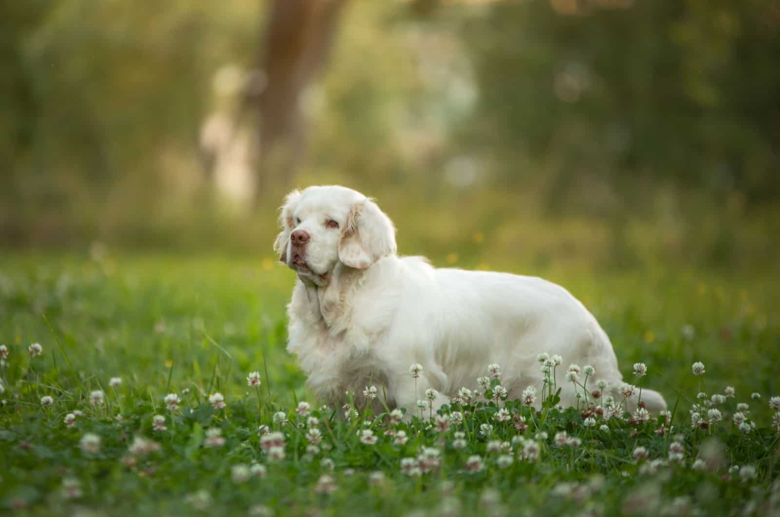 clumber spaniel