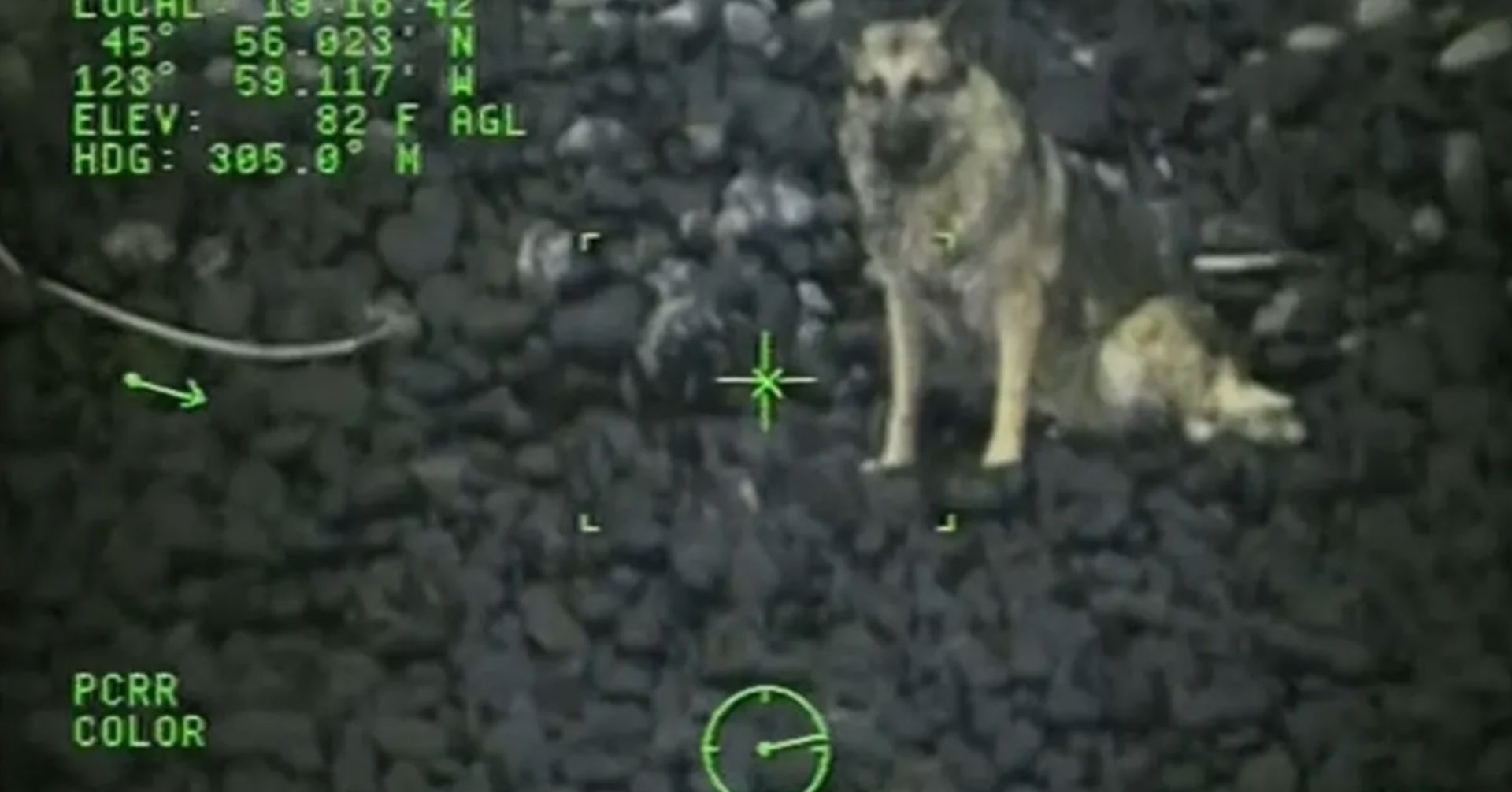 Coast Guard Aircrew Rescues German Shepherd After 300-Foot-Fall From Cliff