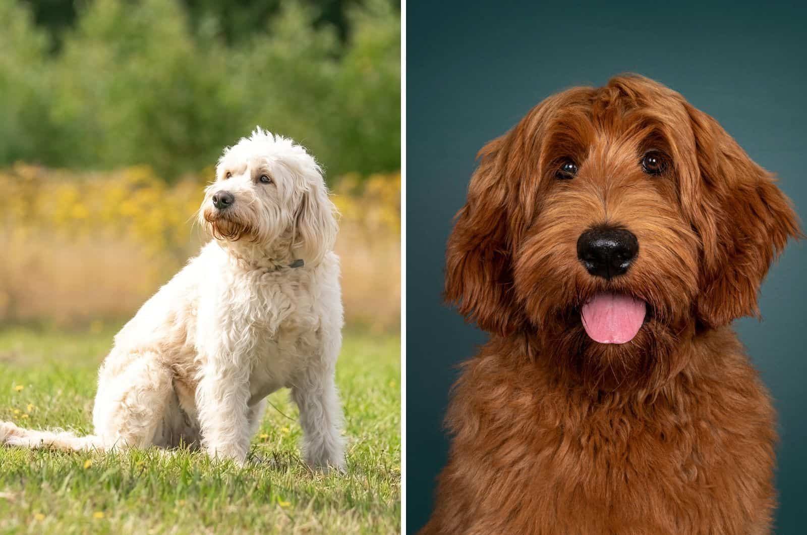 Cobberdog and Labradoodle