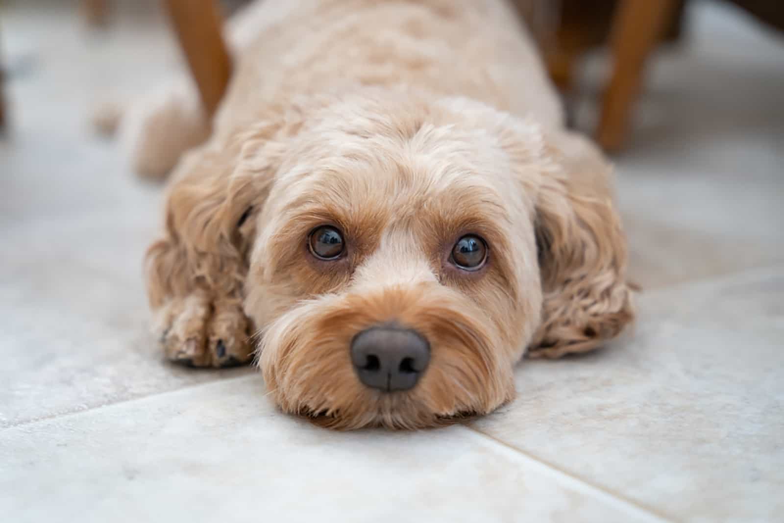 Cockapoo lying on the floor