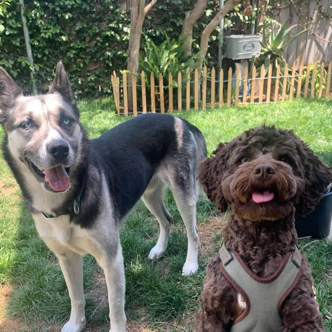 cockapoo and shepsky outside